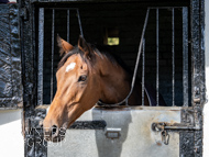 NH051025-76 - Will Carver